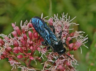 Scolia hirta